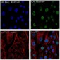 Anti-beta Tubulin TUBB Rabbit Monoclonal Antibody